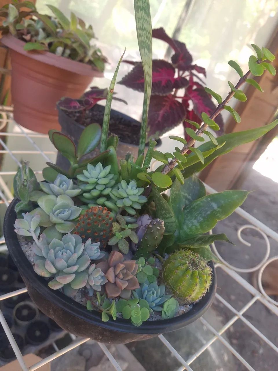 Mini Jardim - Foto 4