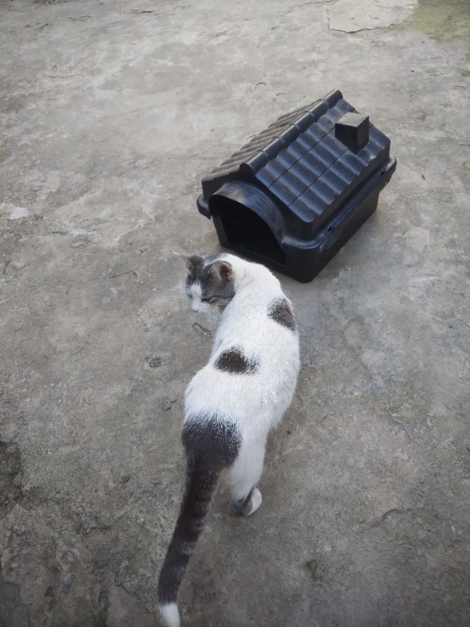 Casinha pet 