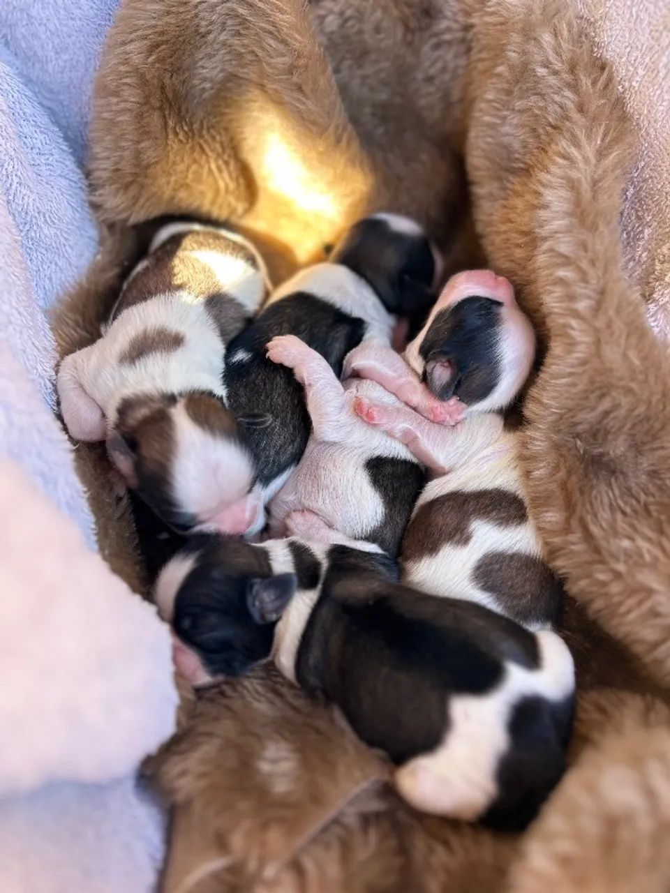 Filhotes  Shihtzu  - Foto 2