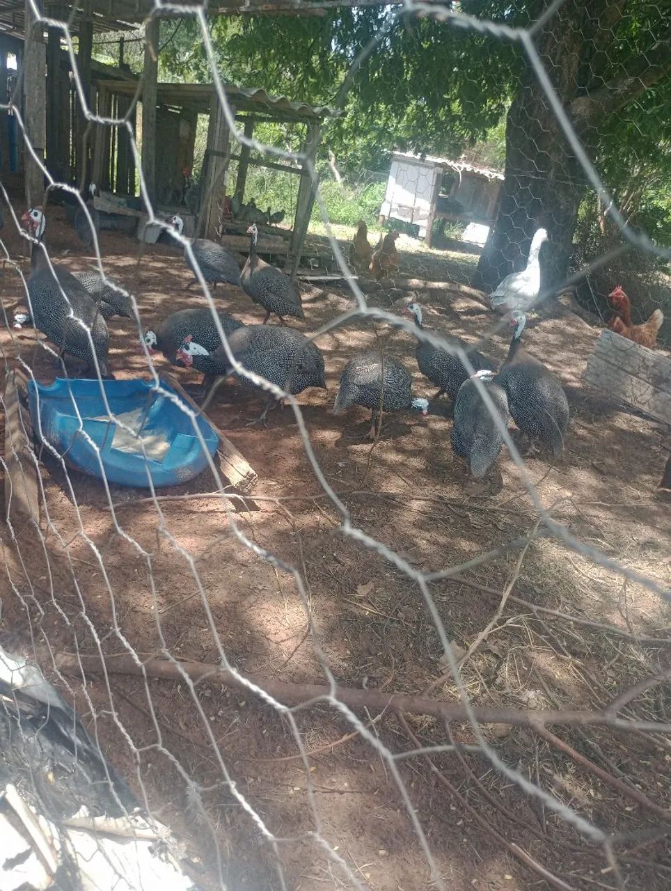 Venho galinhas de Angola  - Foto 2