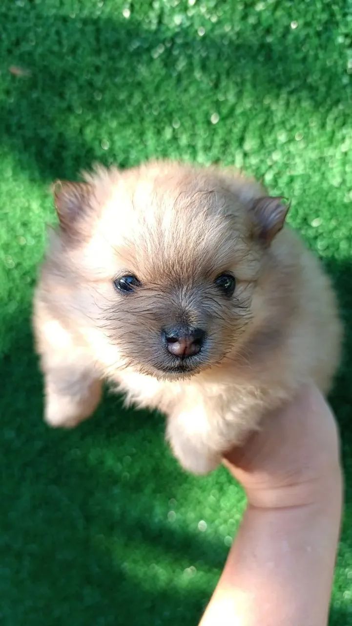 Lulu Spitz 