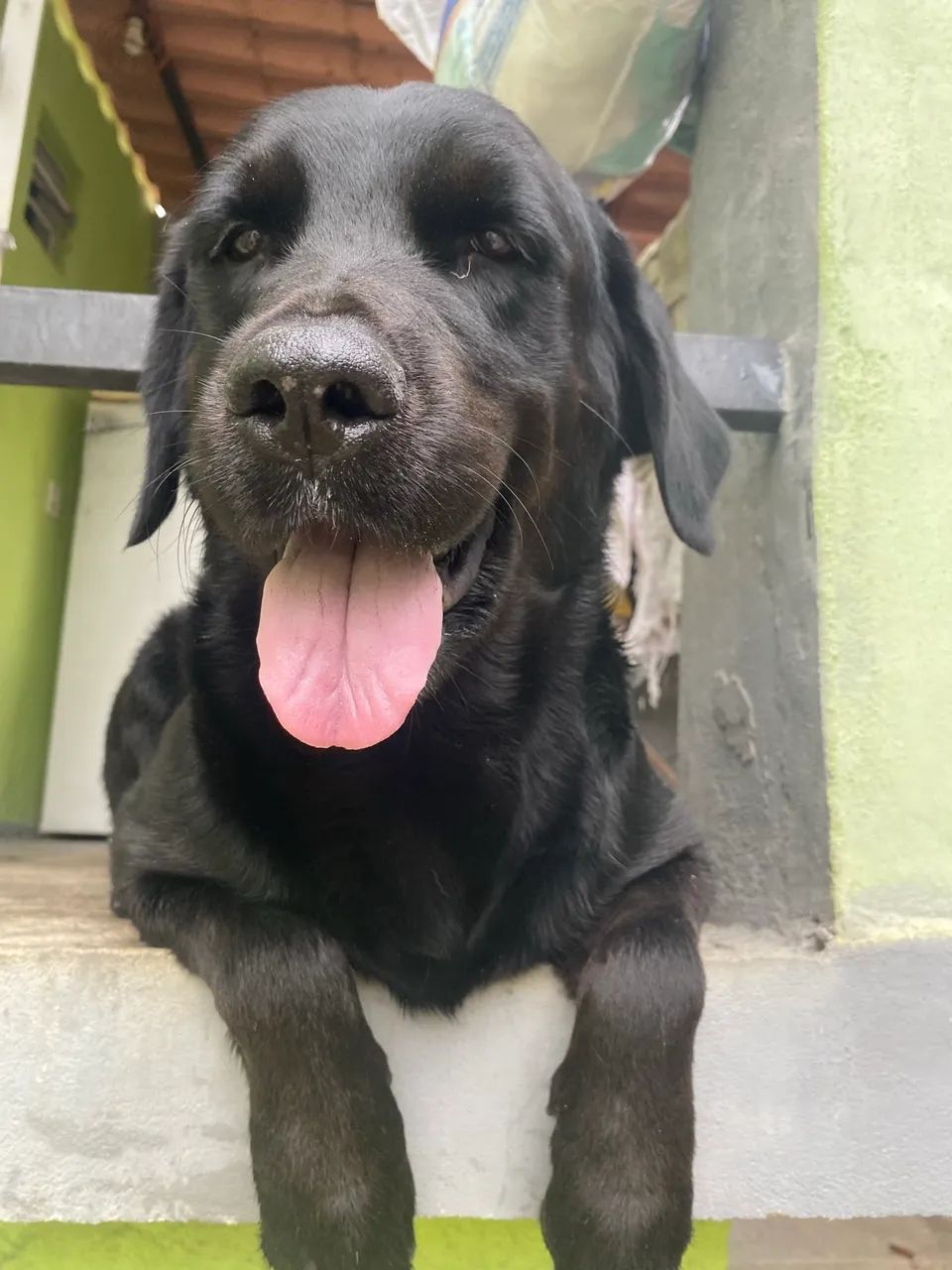 Labrador