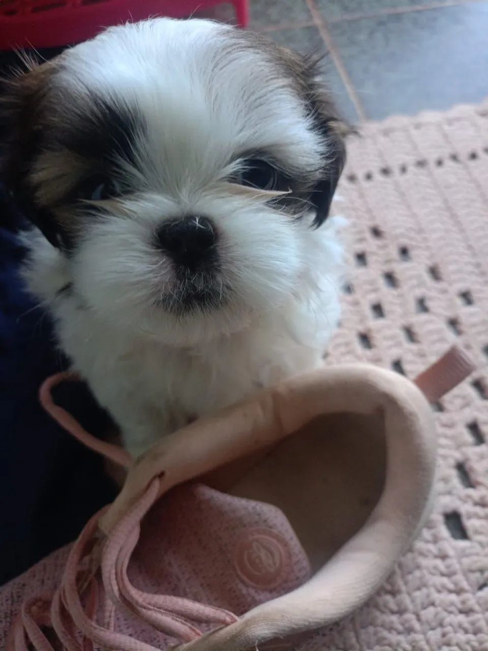 Mini Shitzu  - Foto 5