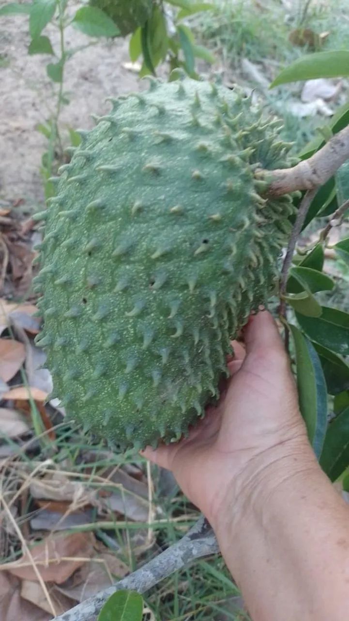 Vendo chácara  - Foto 2