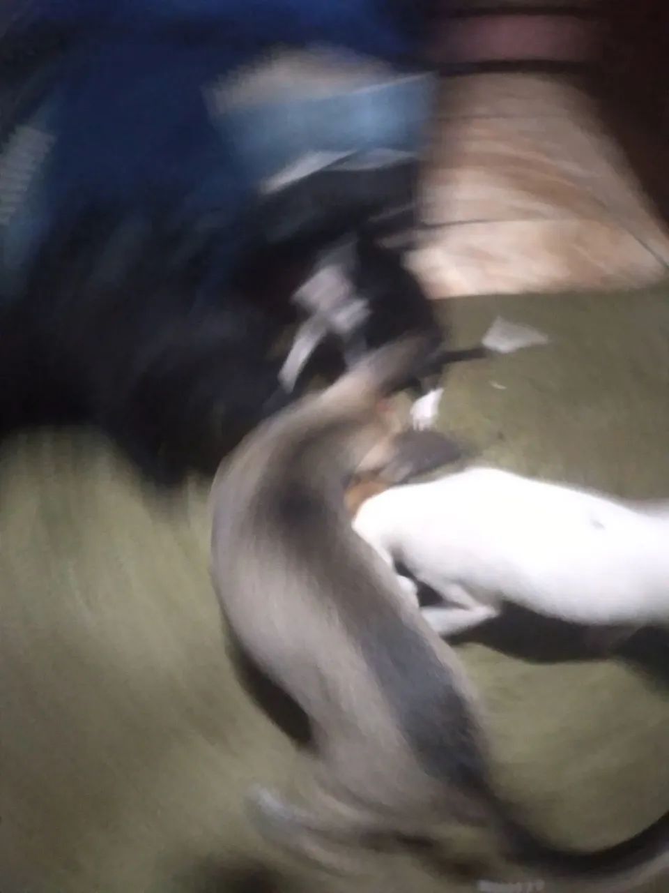 Cachorrinhos para doação - Foto 5