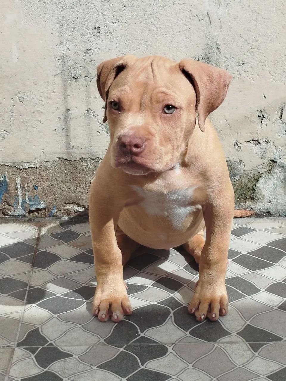 American bully XL - Foto 2