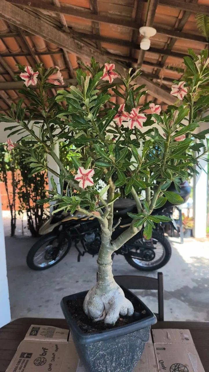Plantas - Foto 2
