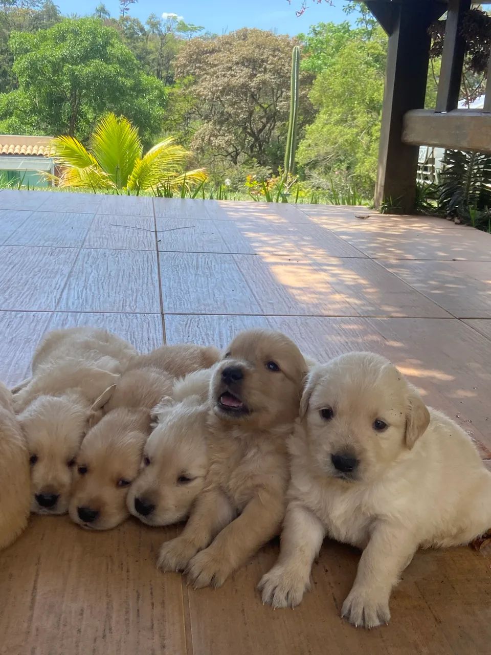 Golden retriever  - Foto 4