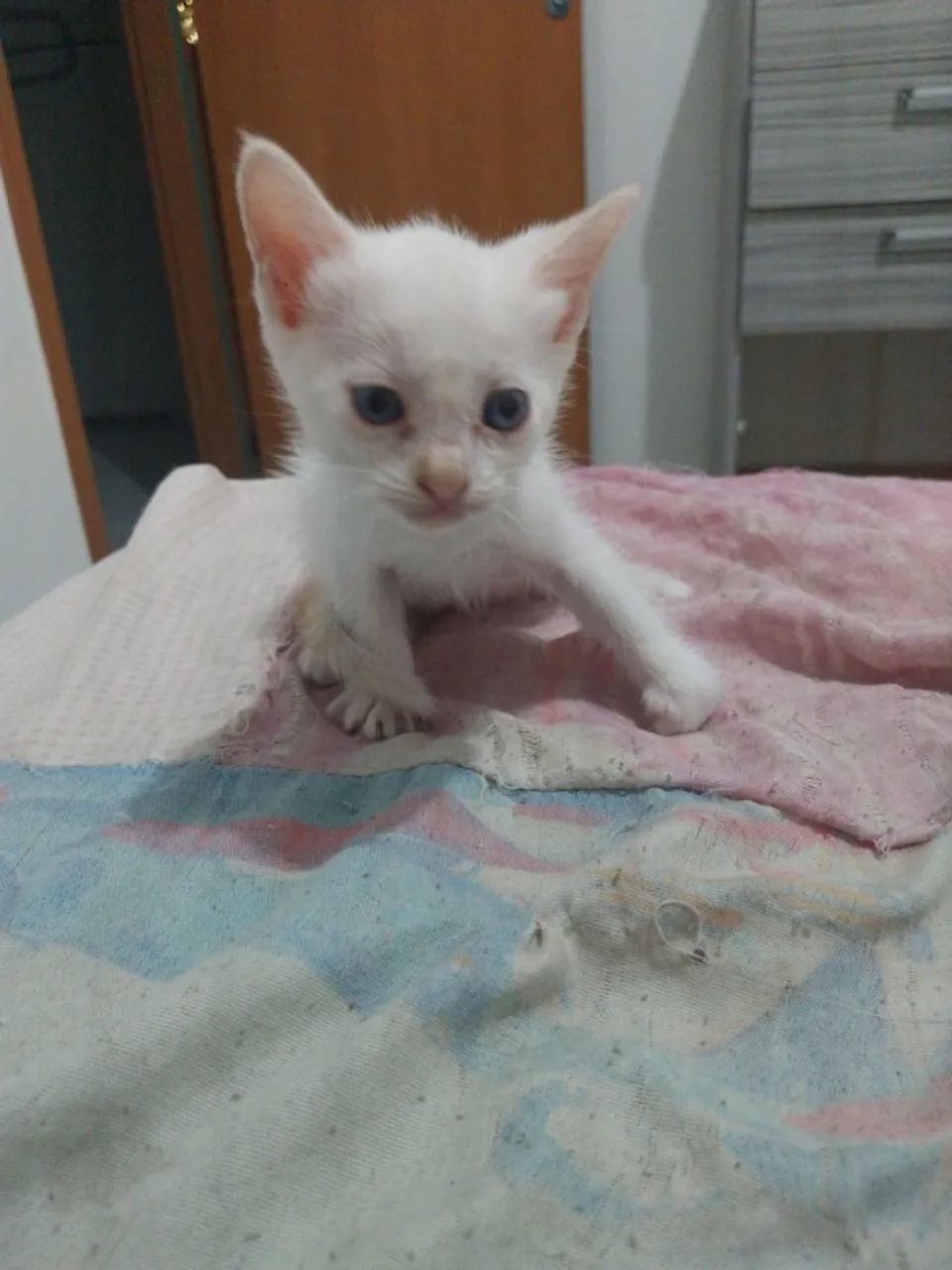 Gatos para adoção  - Foto 4