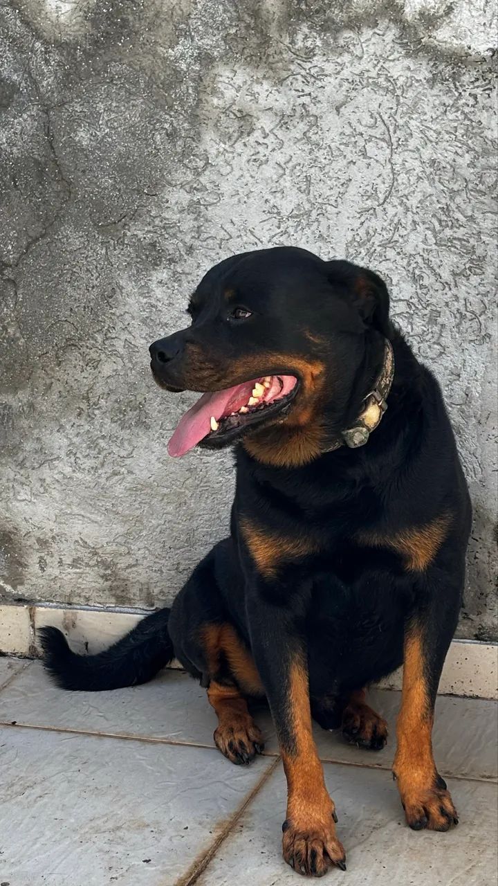 Rottweiler procura um lar  - Foto 3