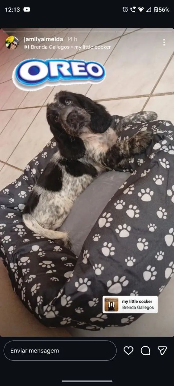 Cocker inglês  - Foto 4