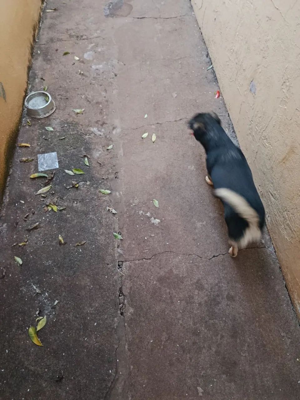 Cachorro para adoção - Foto 2