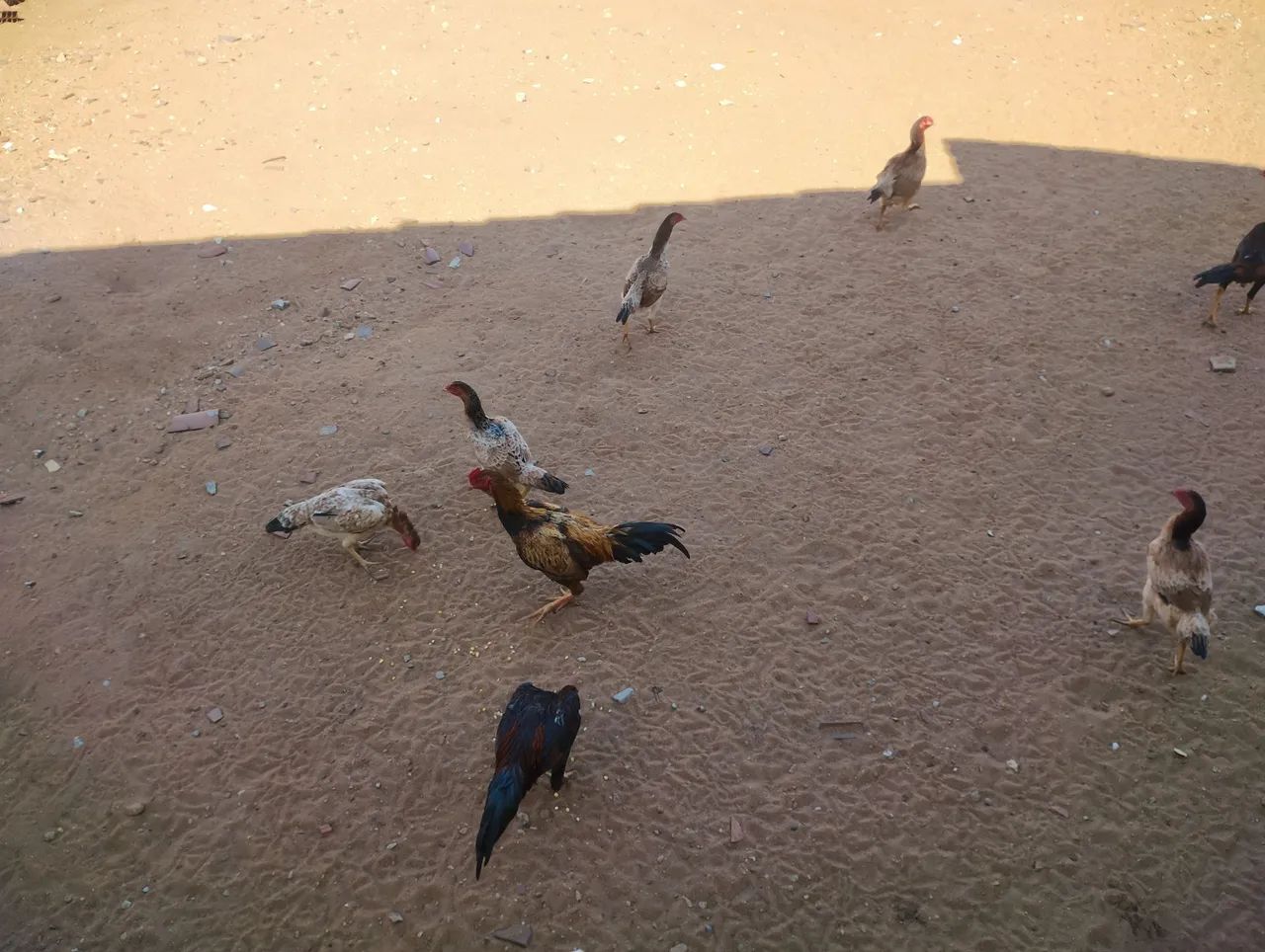 Frangos e galinhas de raça  - Foto 3