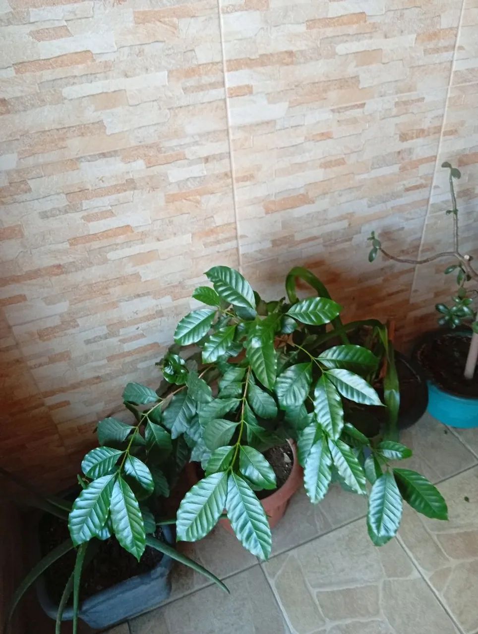 Vendo mudas frutíferas  - Foto 2