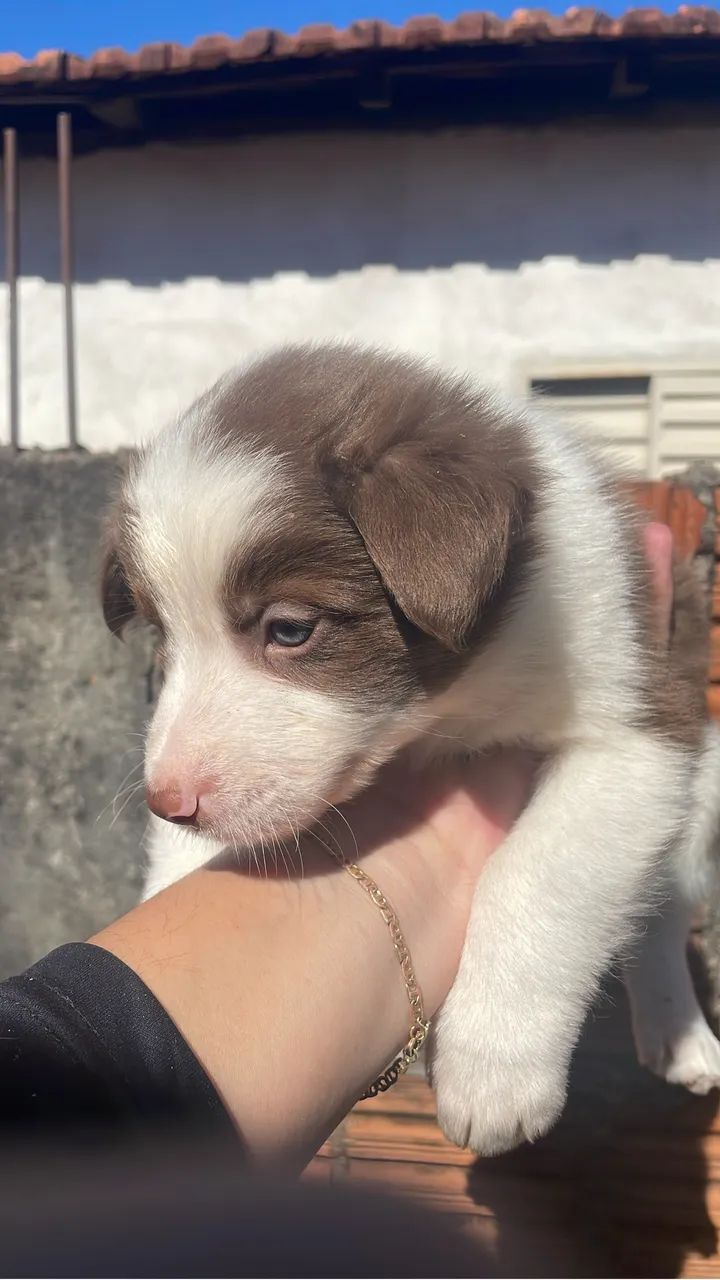 Filhotes boder collie  - Foto 4