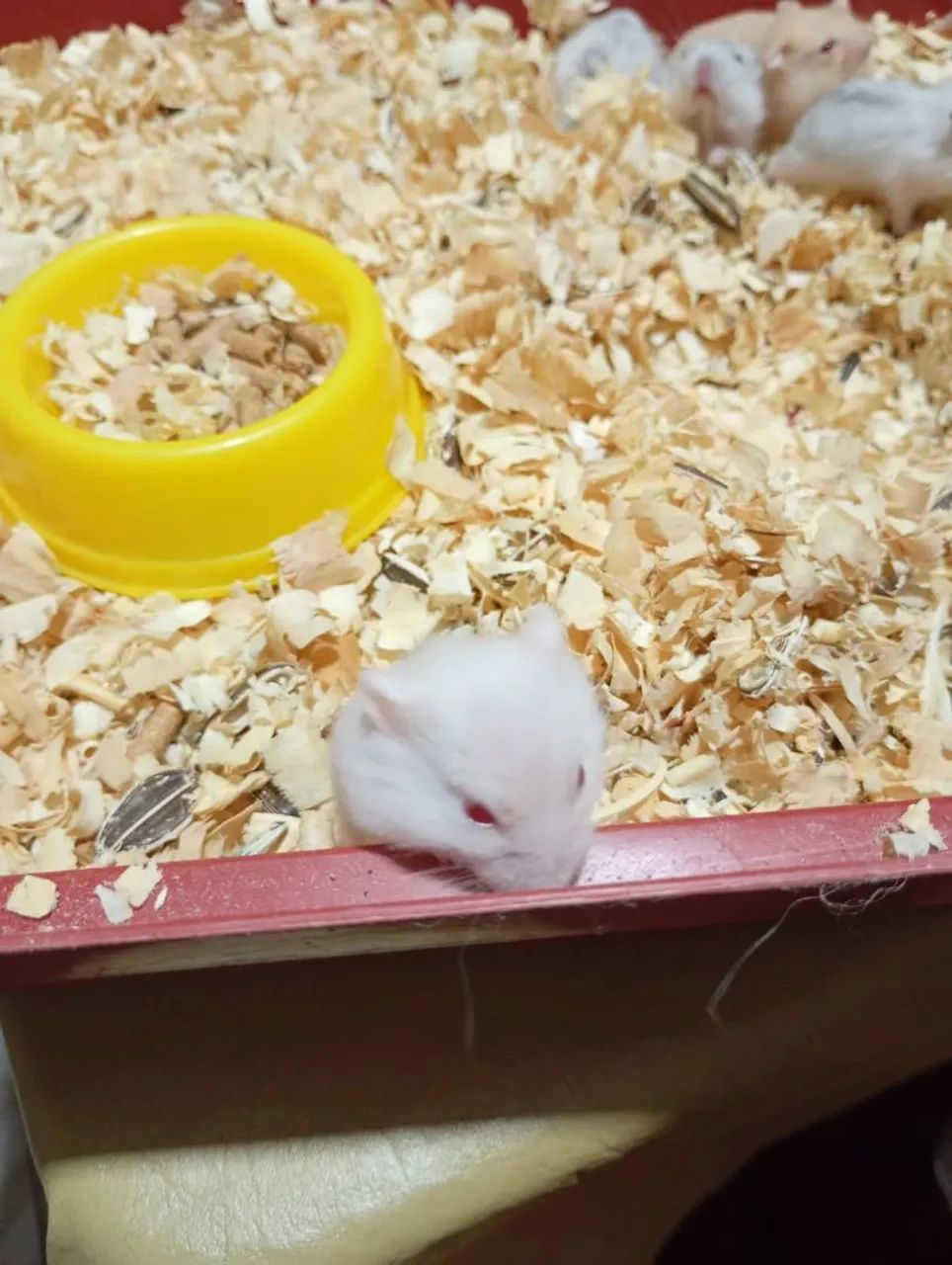 Filhotes Hamster anão russo  - Foto 5