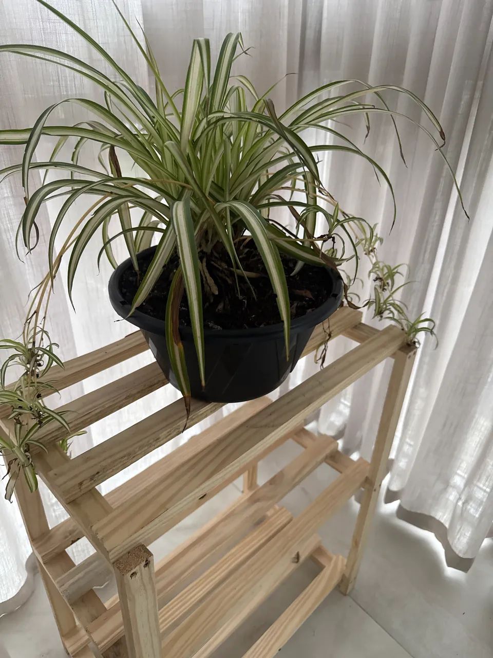 Mesinha com planta  - Foto 3
