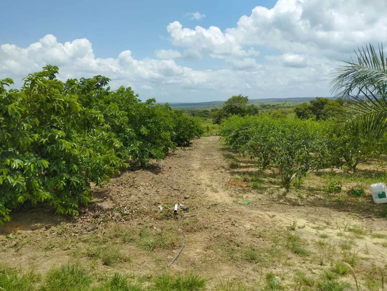 Sítio | Povoado Brasília  Lagarto/SE [7600] - Foto 4