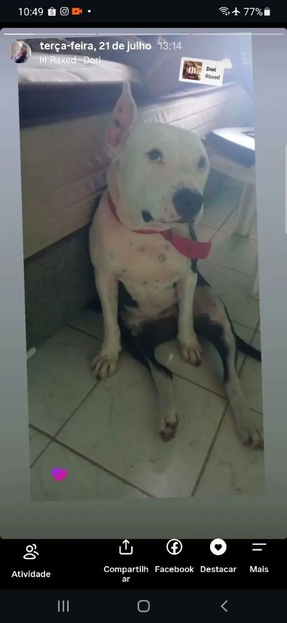 Pitibul