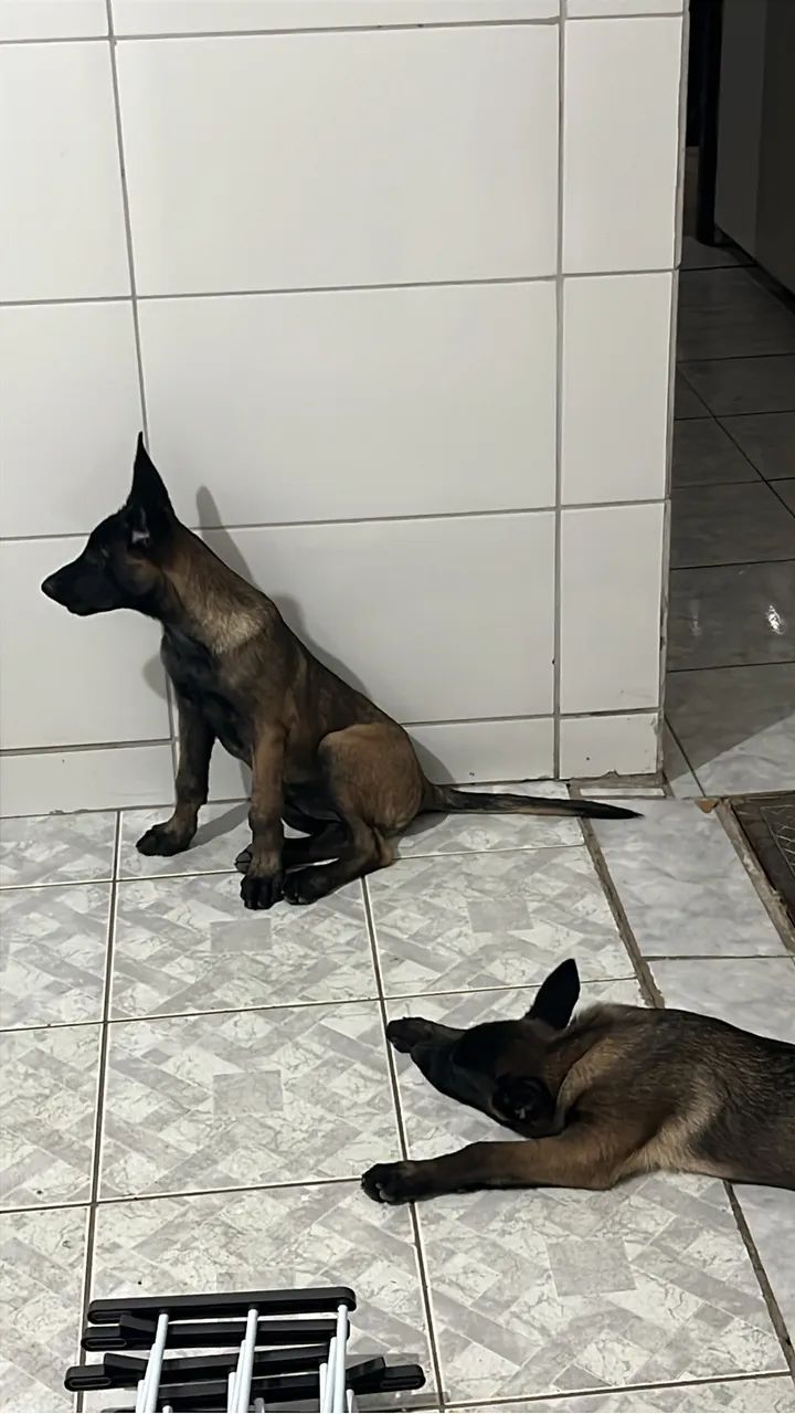 Pastor belga Malinois  - Foto 4