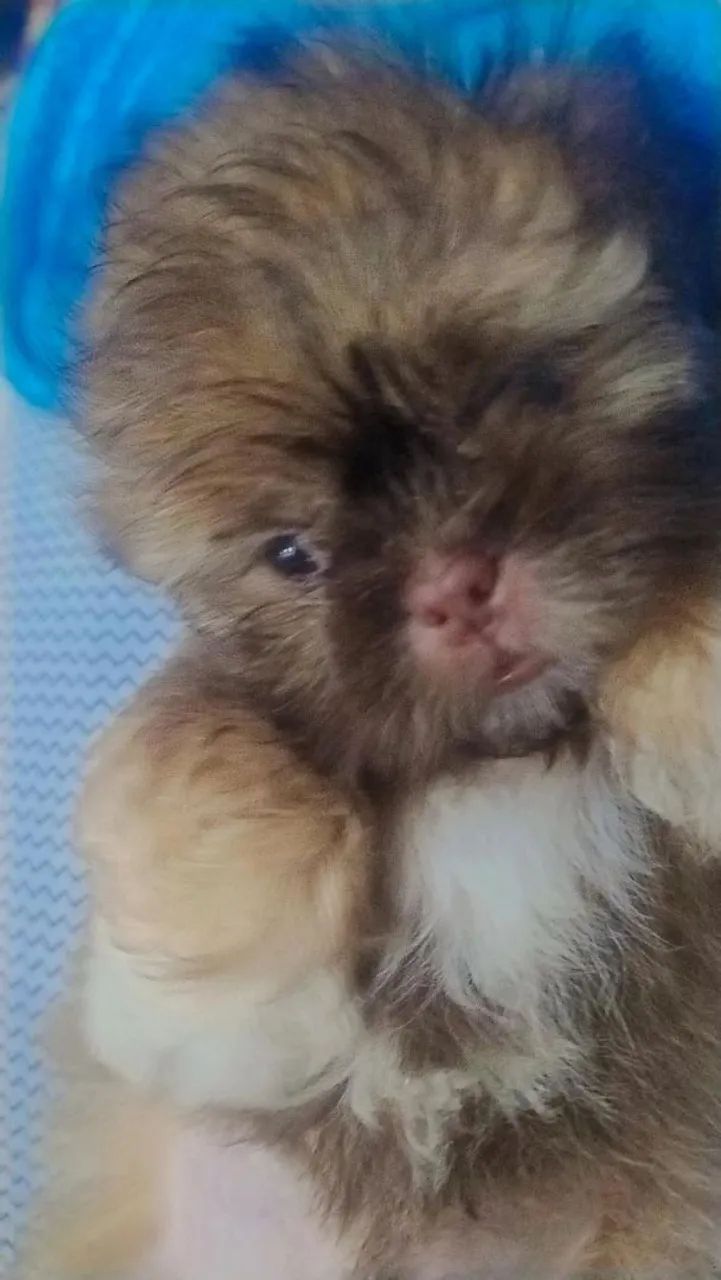 Cachorrinho Shih Tzu 