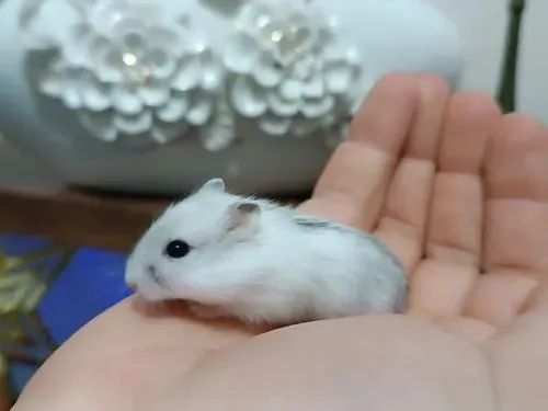 Hamster filhotinhos 