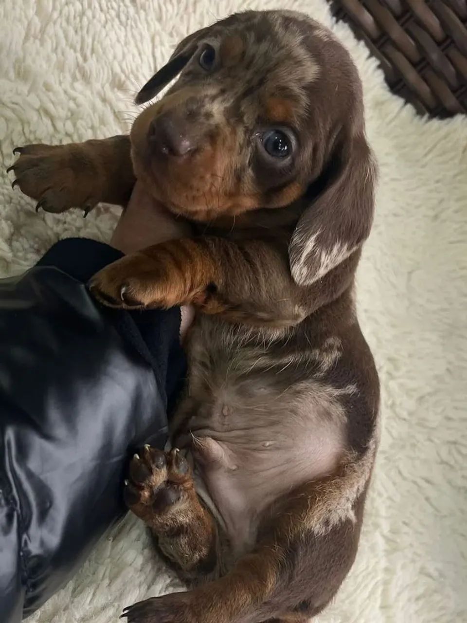Dachshunds  - Foto 3