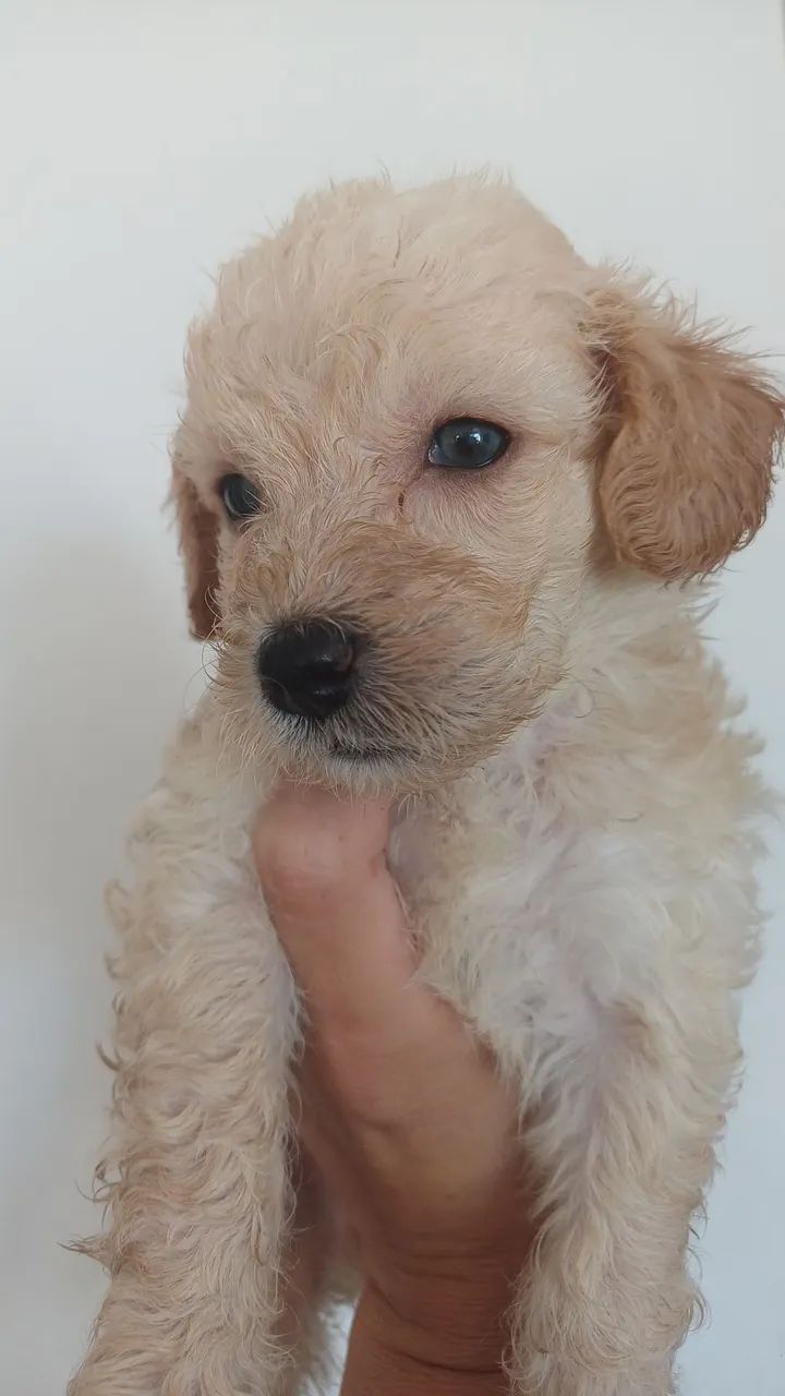 Filhotes de Poodle