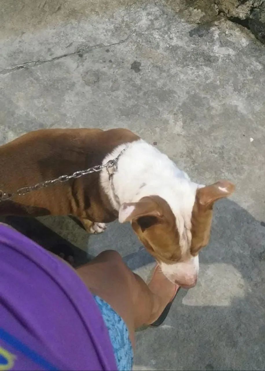 Cachorro 