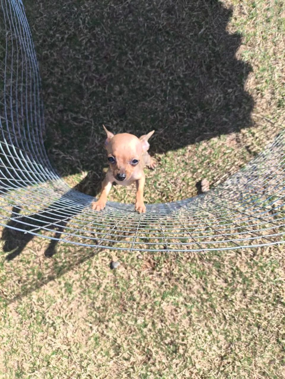 Pincher zero machinho