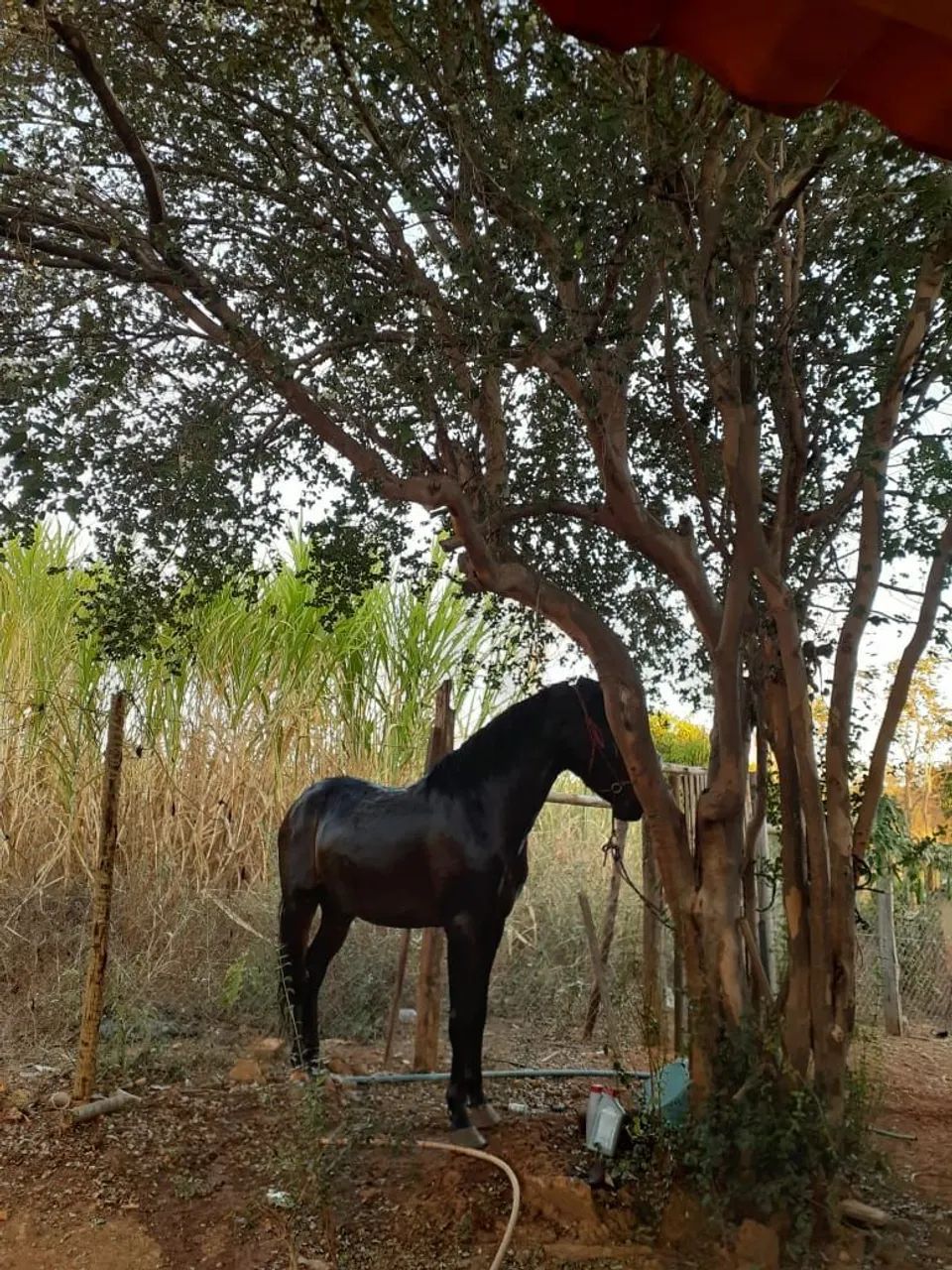 Garanhão manga larga macha picada 