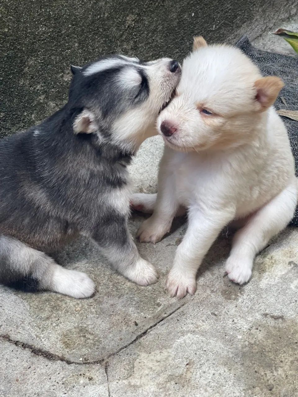 Husky siberiano  - Foto 3