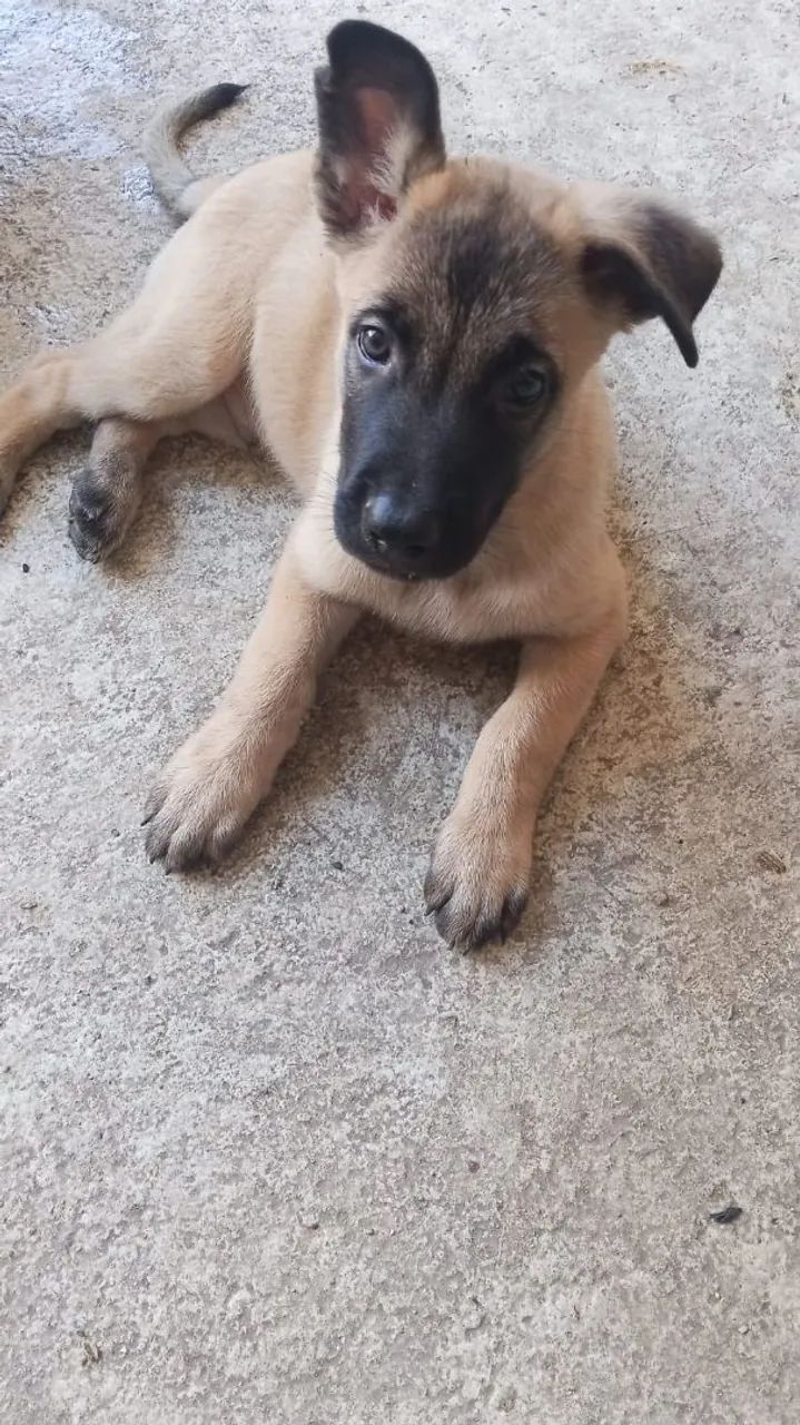 CACHORRO DE RAÇA  - Foto 4