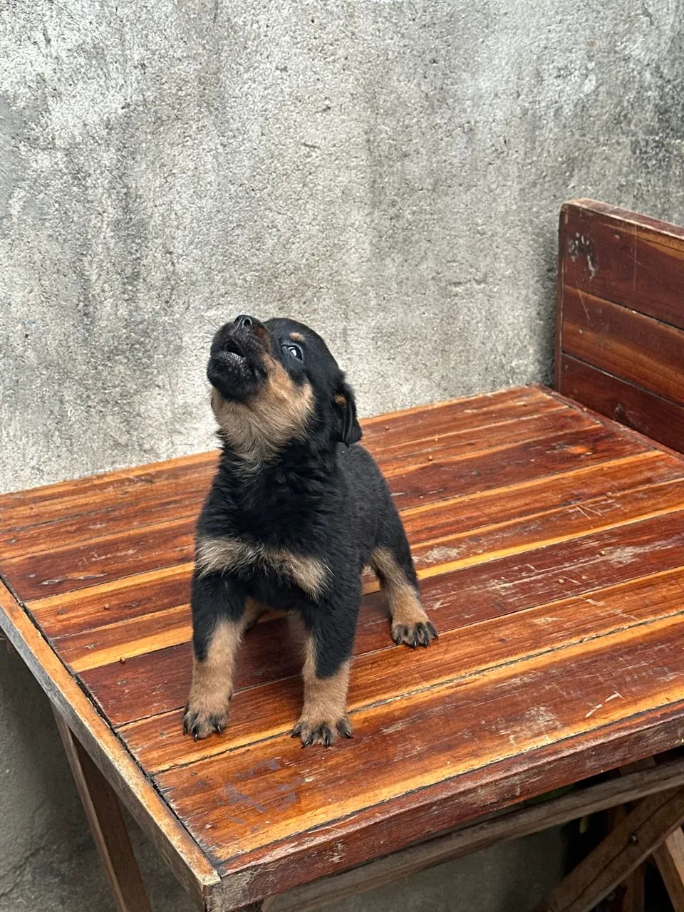 Rottweiler  - Foto 2