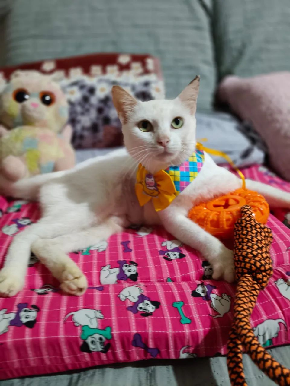 Gatinha castrada  - Foto 2
