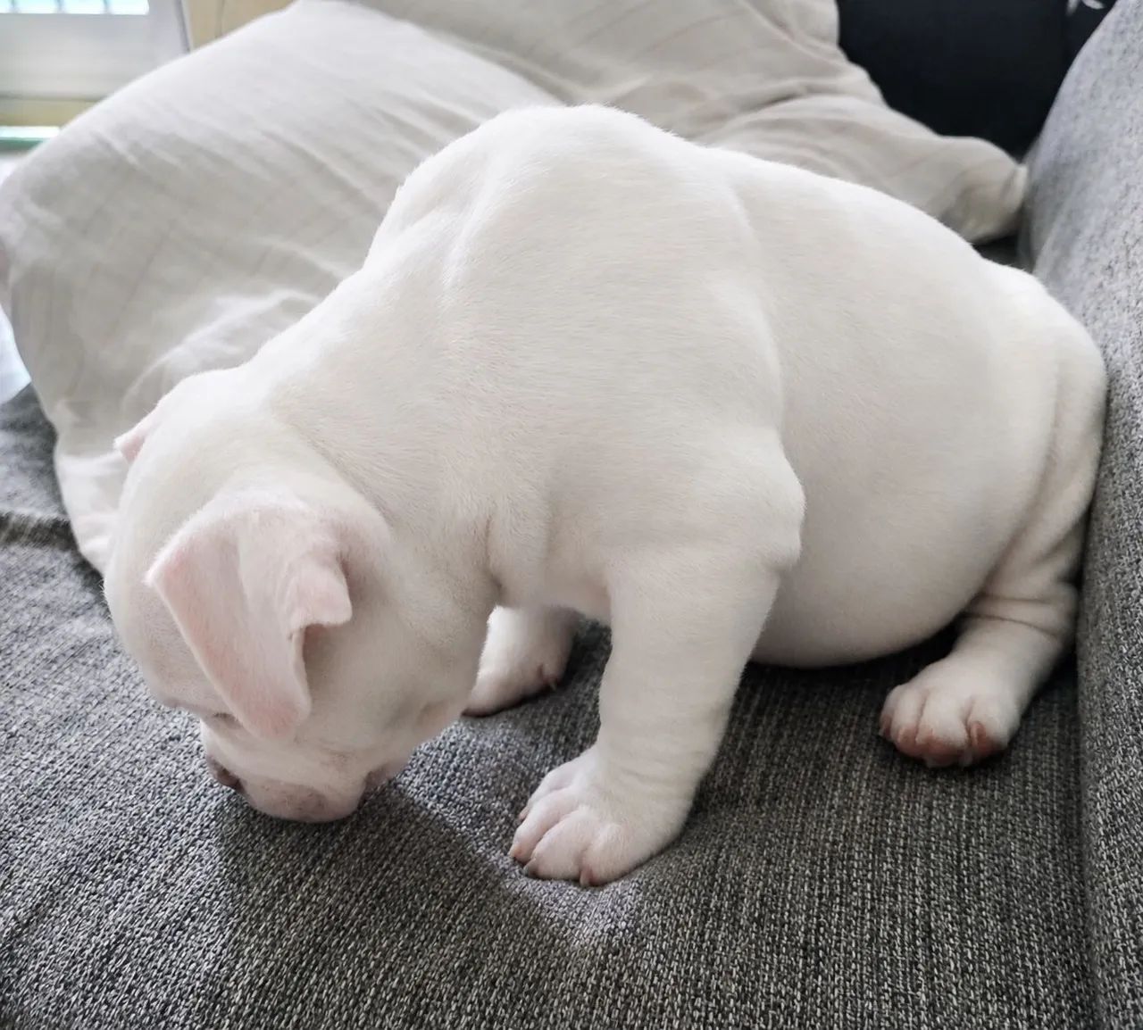 AMERICAN BULLY MACHO POCKET  - Foto 2