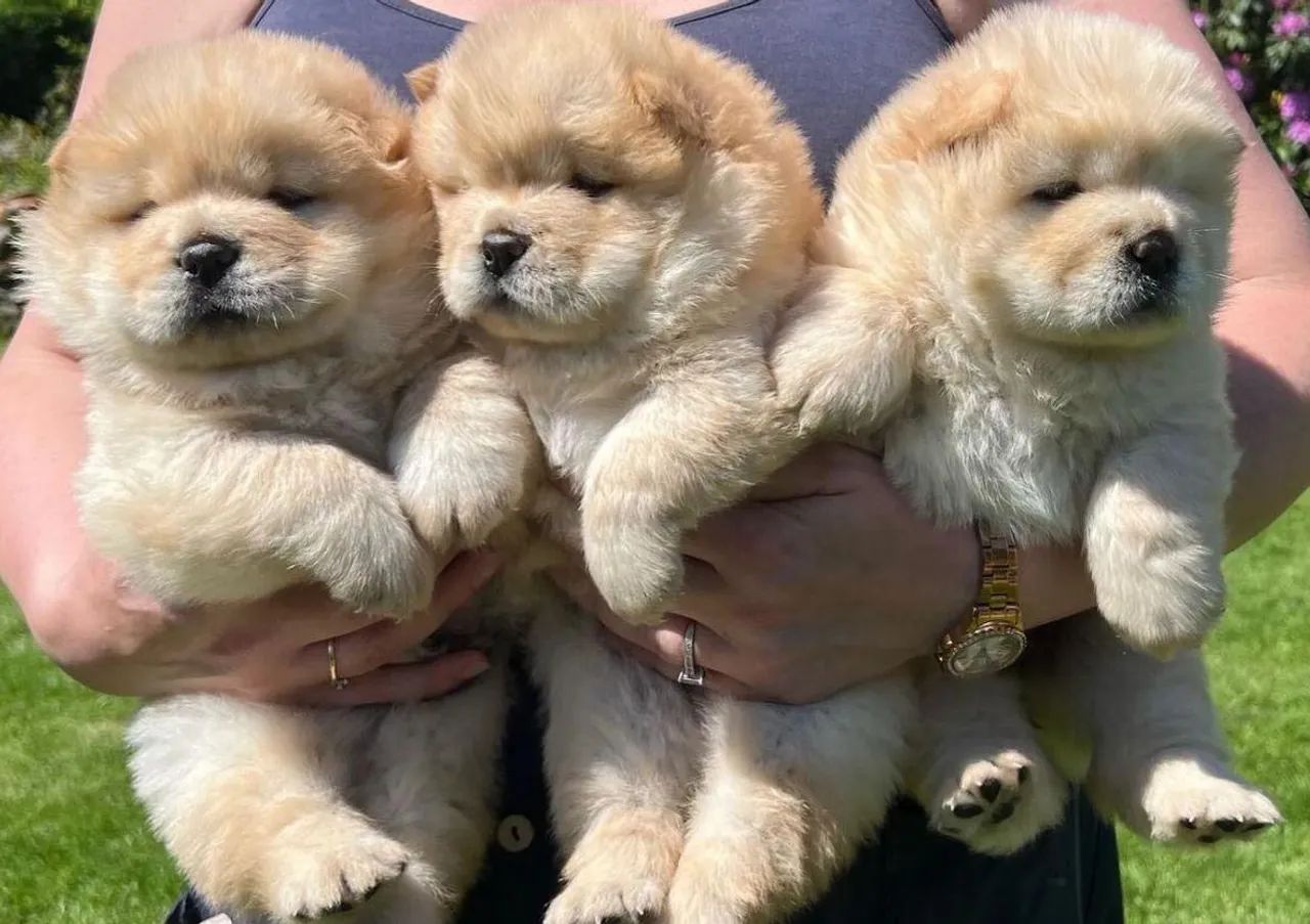 Chow Chow 