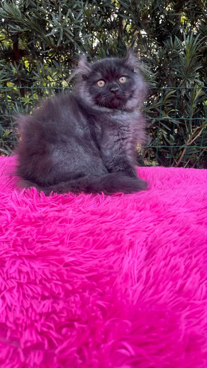 American Curl  - Foto 3