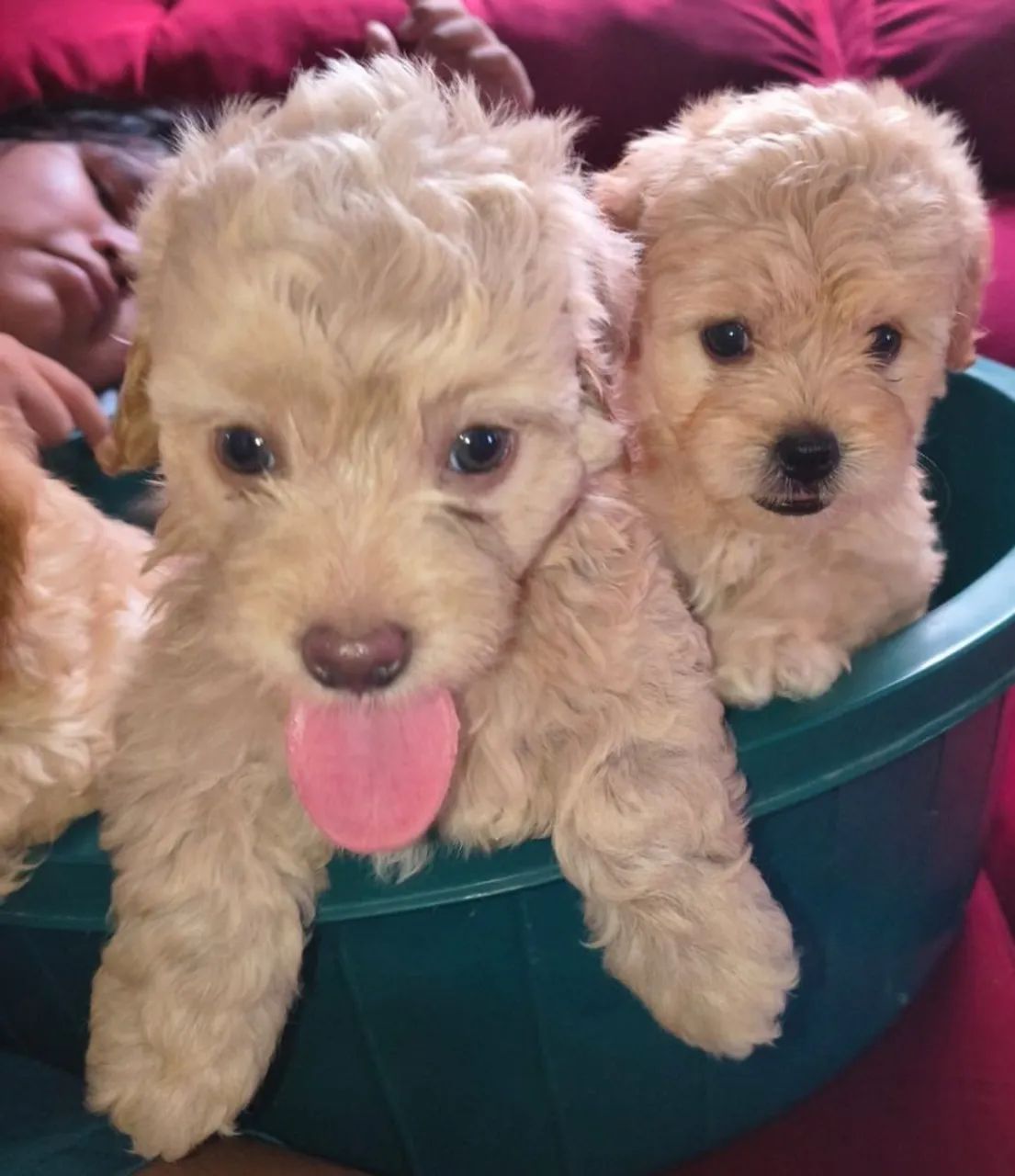 Filhotes de Poodle Toy - Foto 4
