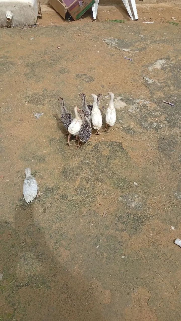 Vendo perú  - Foto 2