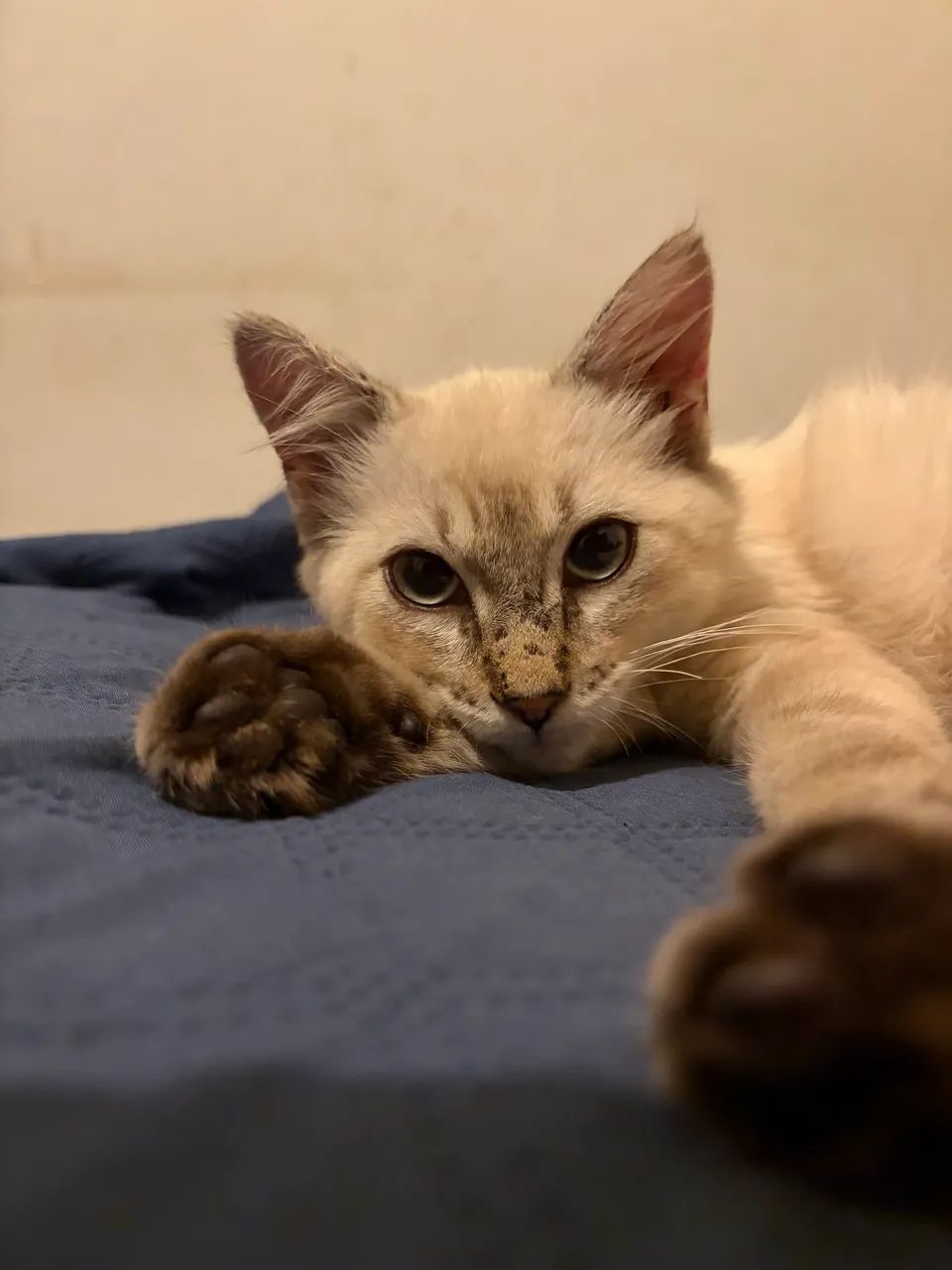 ADOÇÃO GATO MACHO - Foto 3
