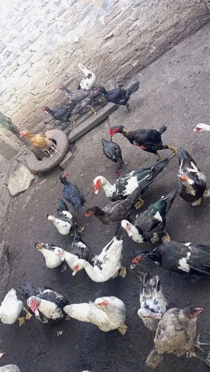 Galinha e pato  - Foto 4
