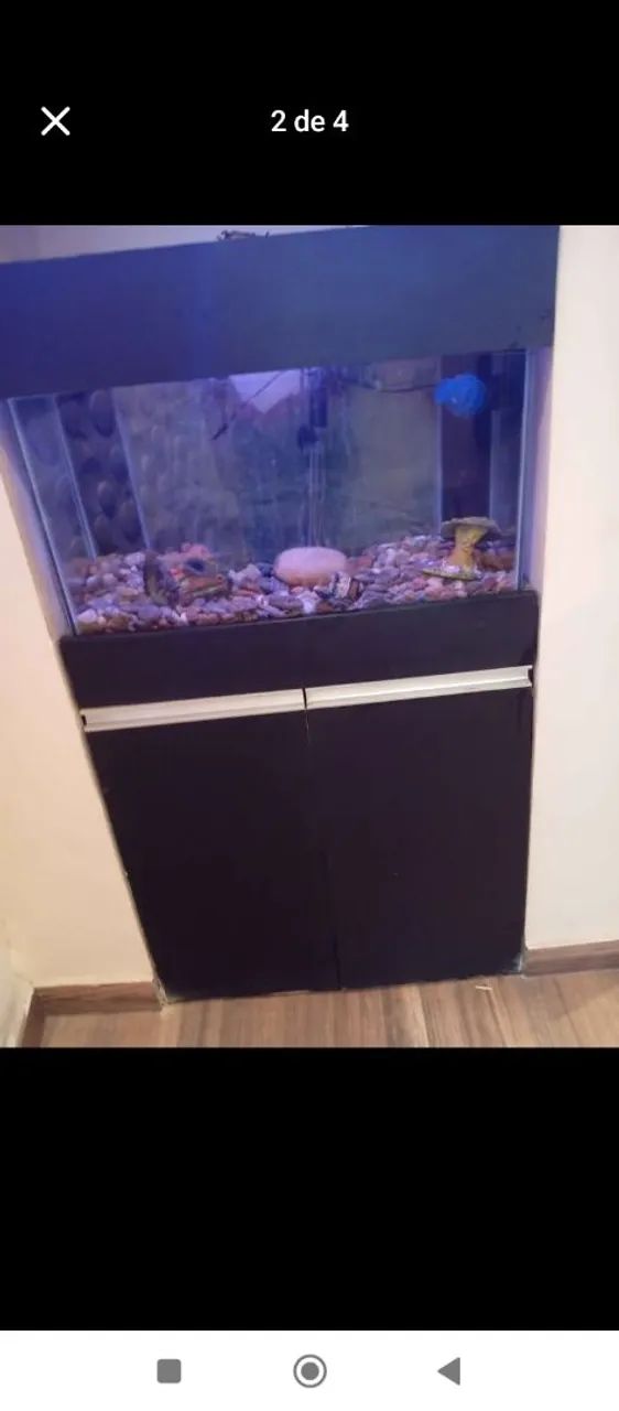 Aquário marinho 84
