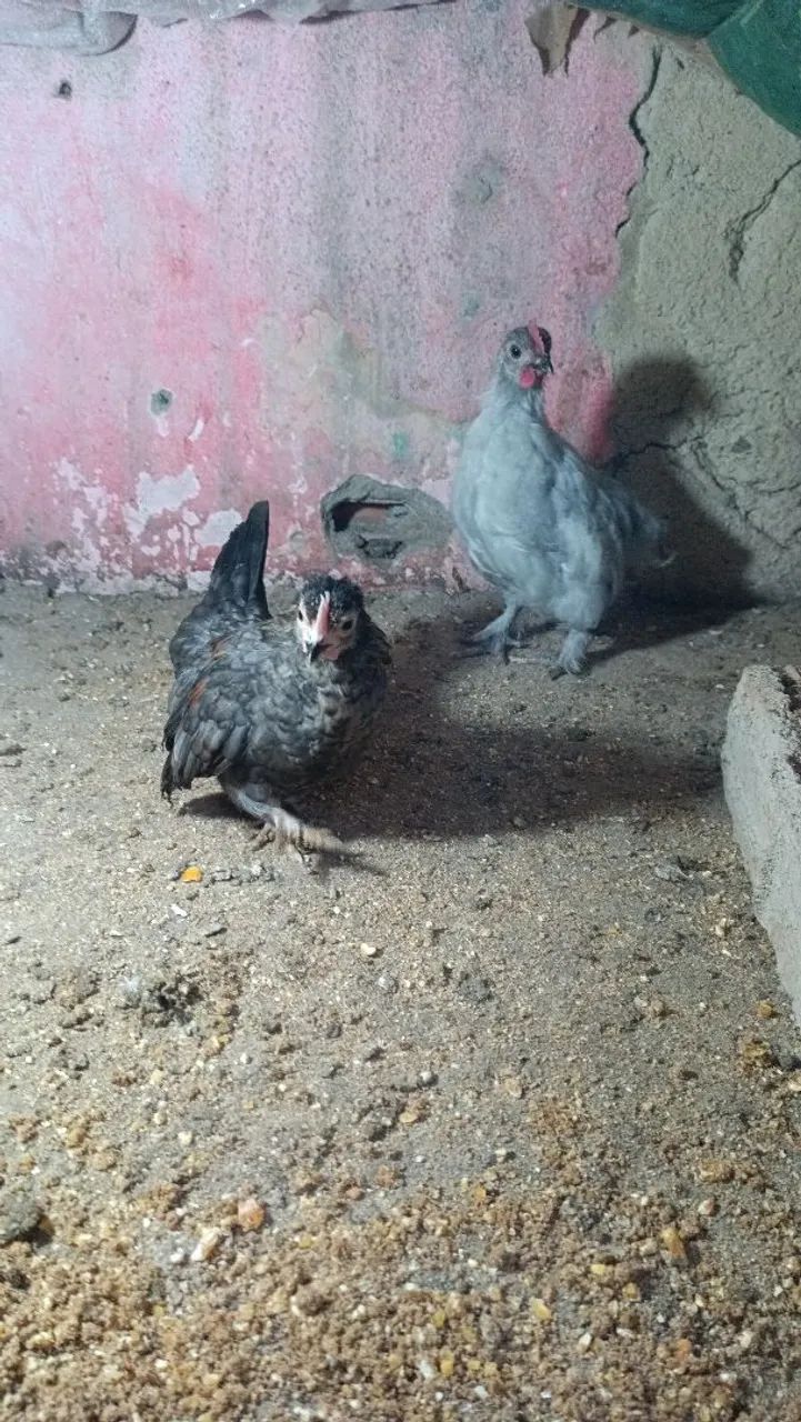 Serama e mini comchim 