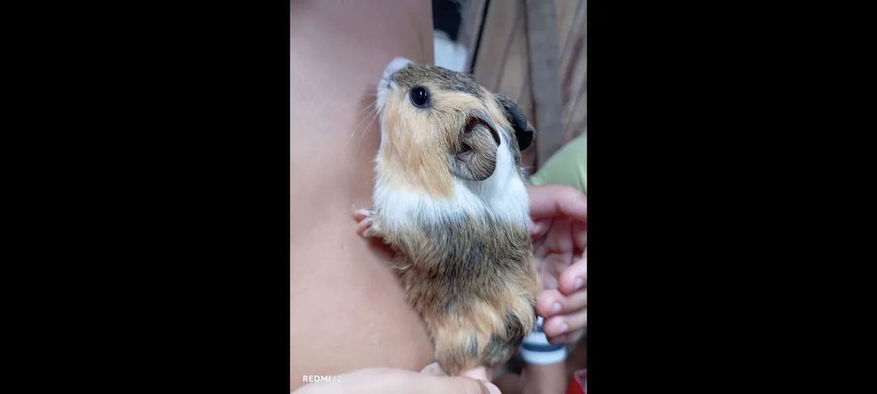 Porquinhos da índia  - Foto 4