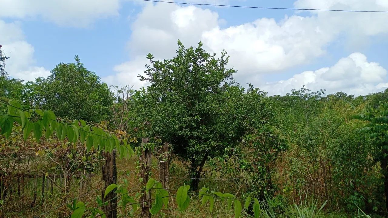 Vendo terreno em maruda - Foto 3