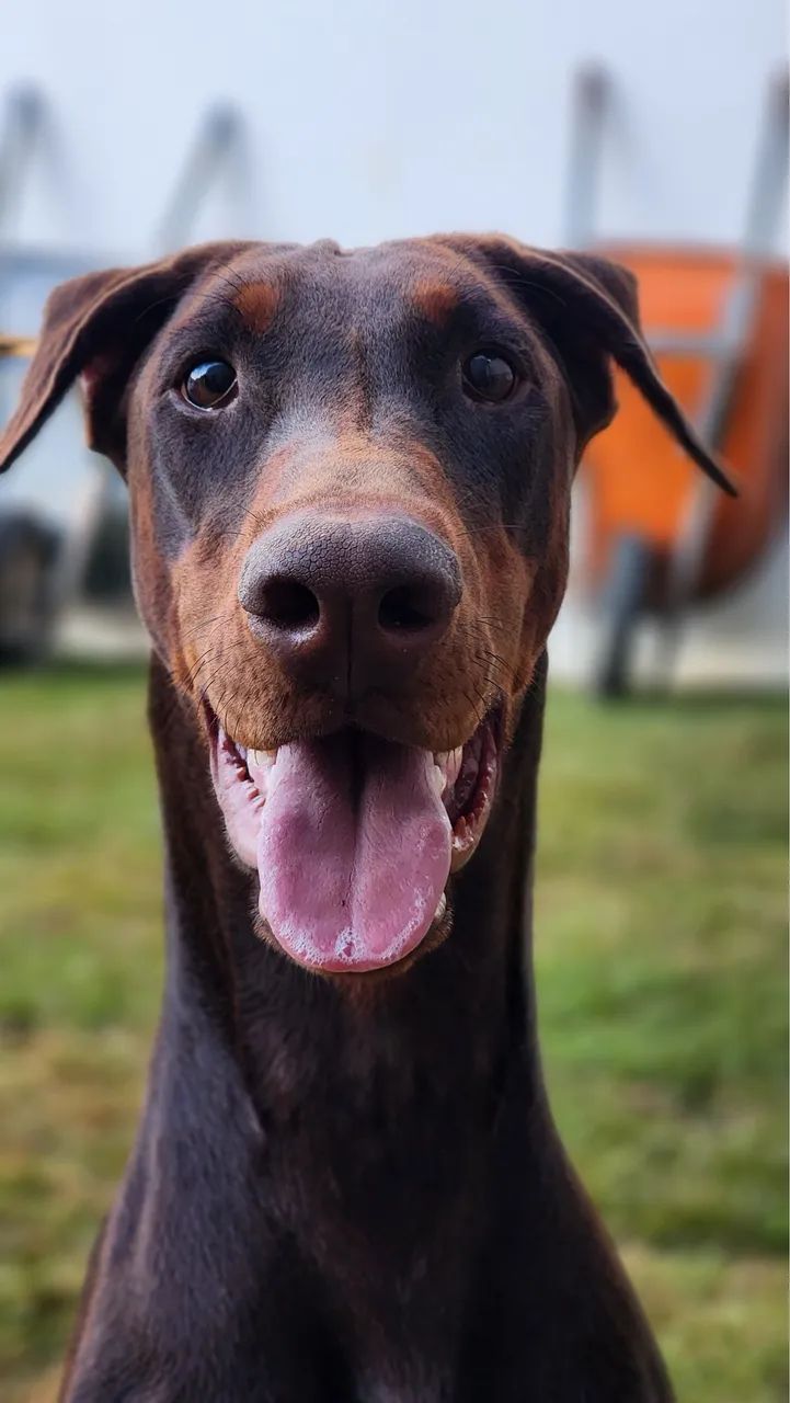 Doberman filhote  - Foto 5
