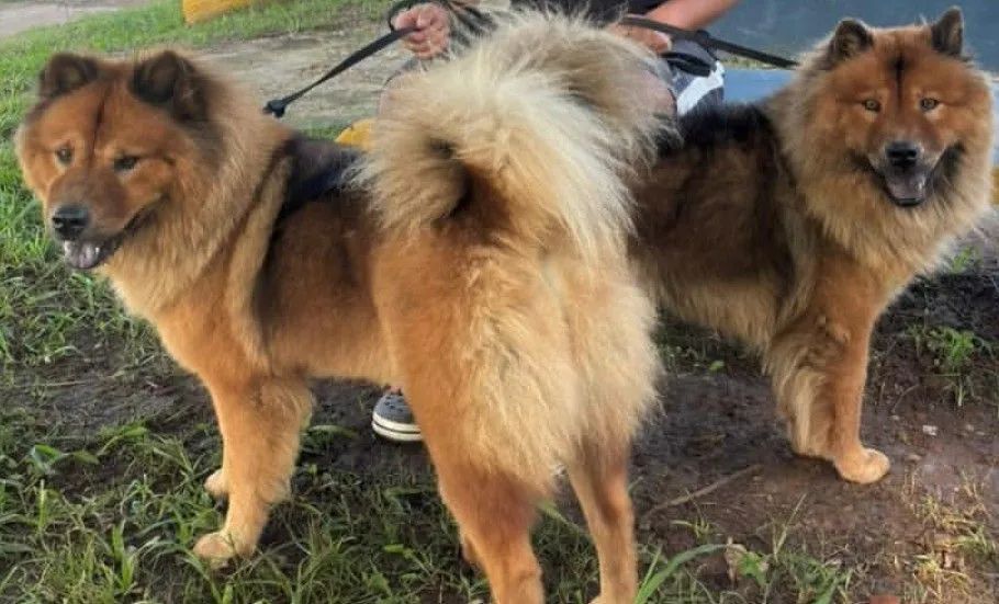 Filhotes Chow Chow  - Foto 3