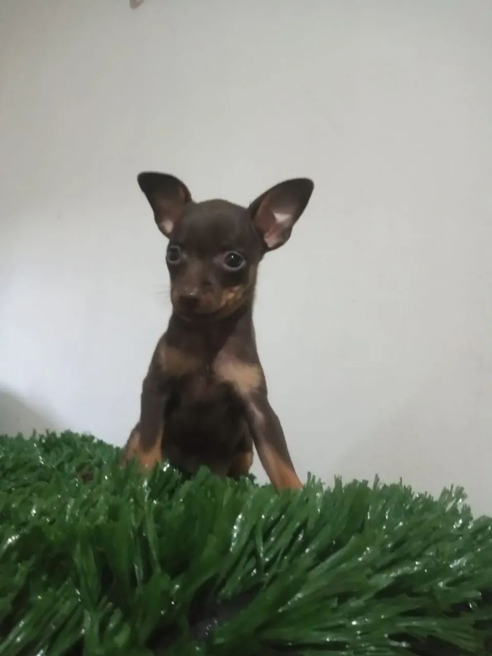 Pincher macho mini . - Foto 4