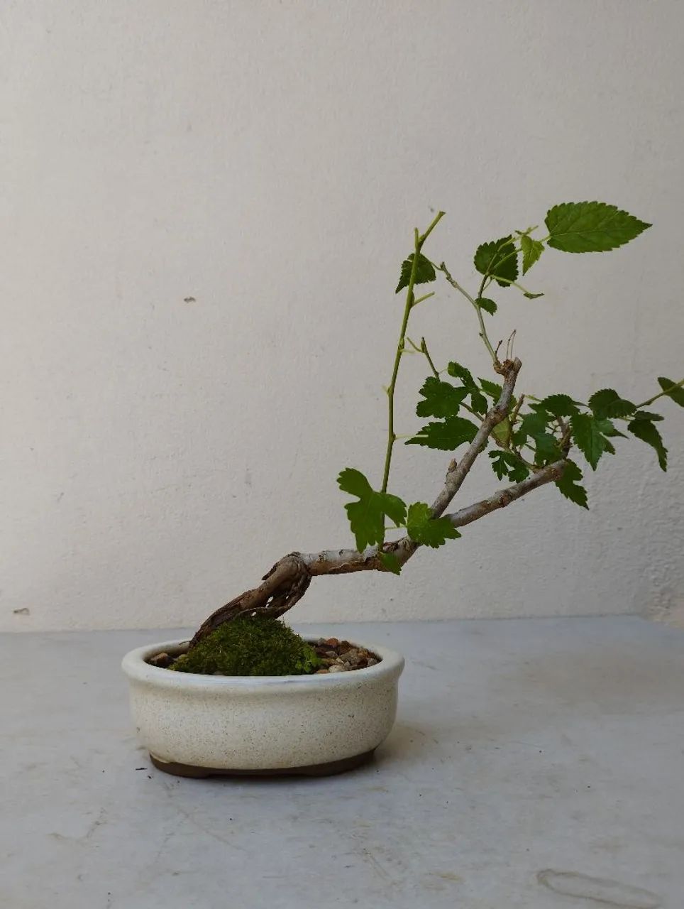 Bonsai amora 03 anos  - Foto 3